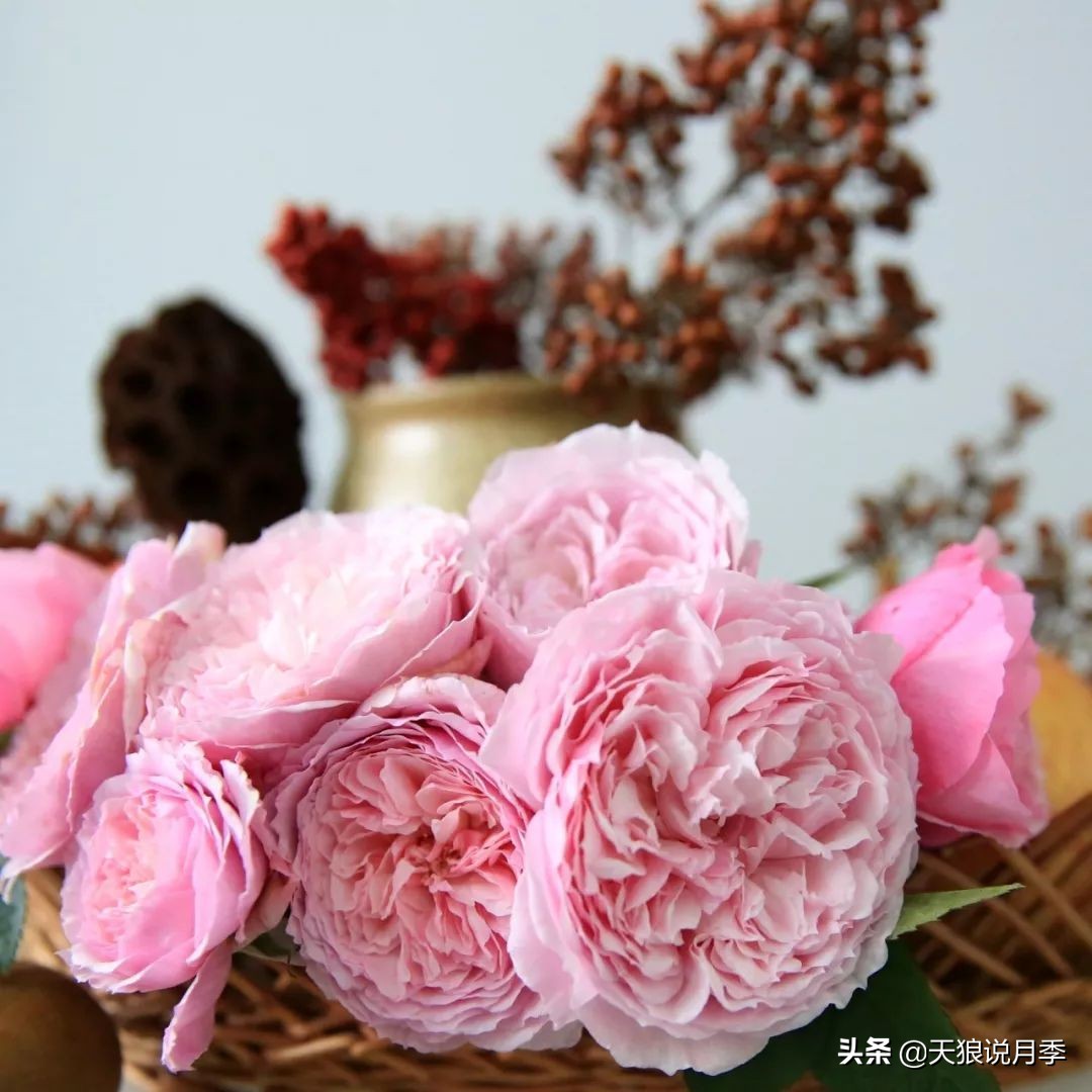 4月最浪漫的一次花开，是171个低价月季小苗带来的巅峰时刻！