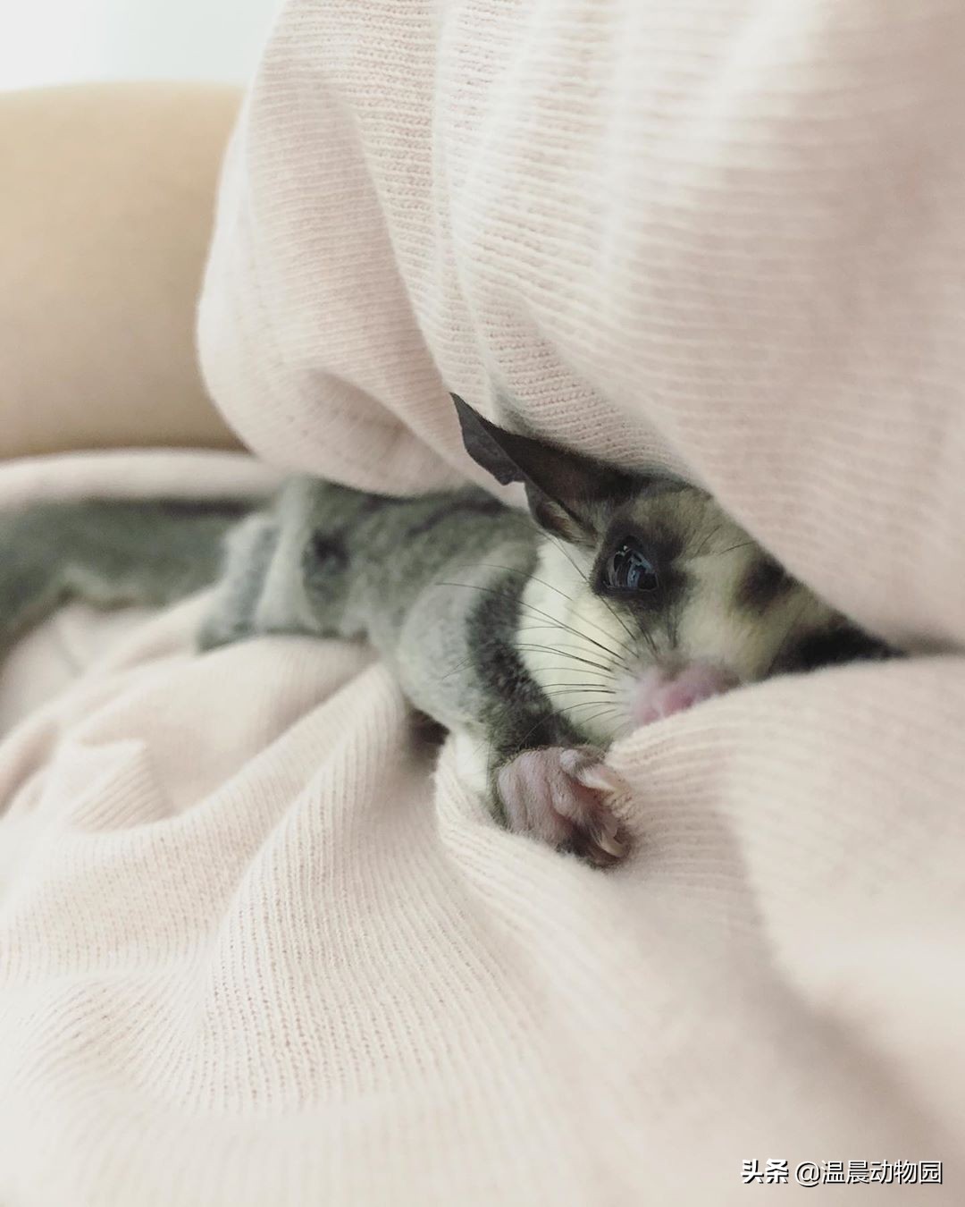 蜜袋鼯怕人怎么克服,蜜袋鼯刚到家怕狗