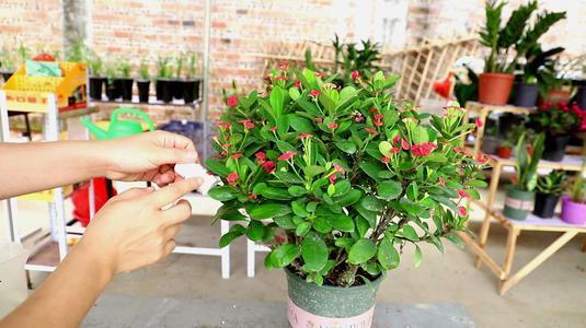 虎刺梅适合深盆还是浅点的盆栽种,虎刺梅怎么养到爆花