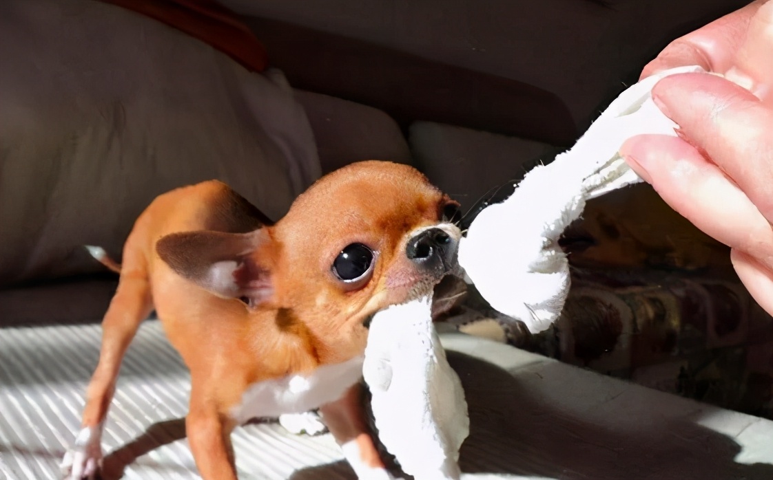 月薪3000养什么狗,养什么狗最好养又听话还便宜