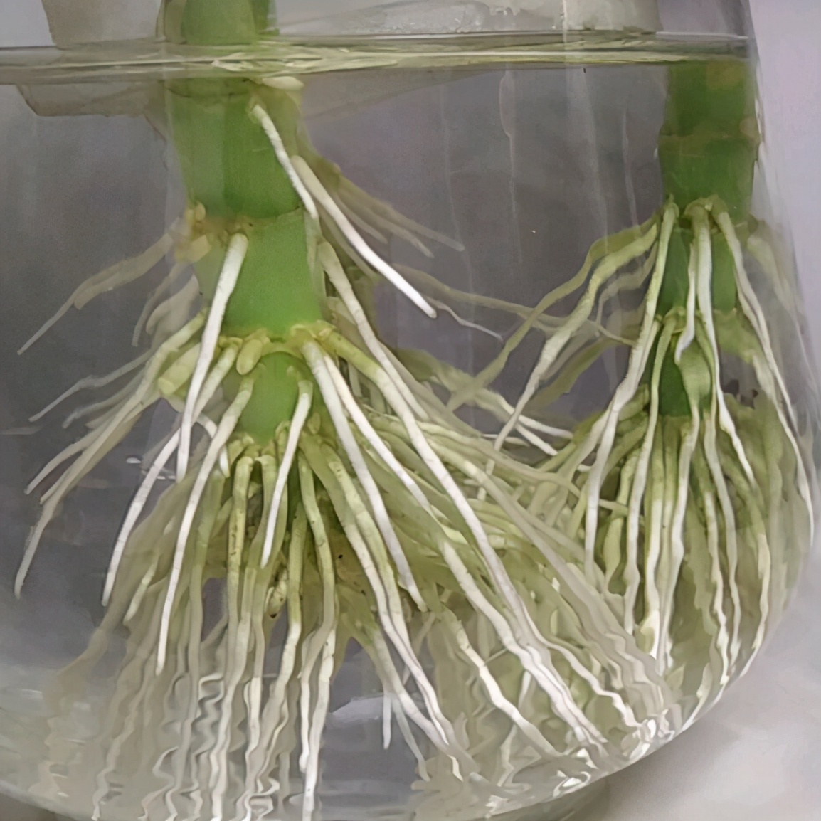 水培富贵竹根部不发芽怎么办,水培富贵竹没生根前怎么养