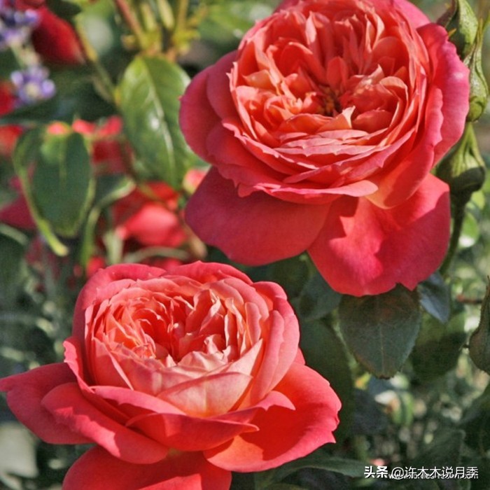 买月季还被骗？教你远离月季网购陷阱，辨别真伪拒绝蔷薇小白花