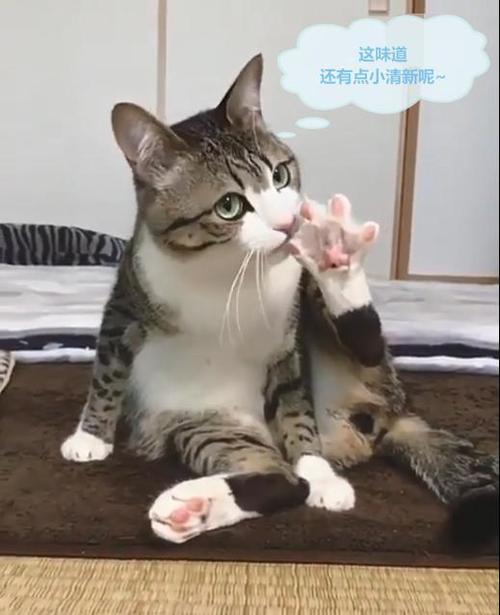 猫咪的脚毛怎么处理,猫咪脚毛为什么要剪