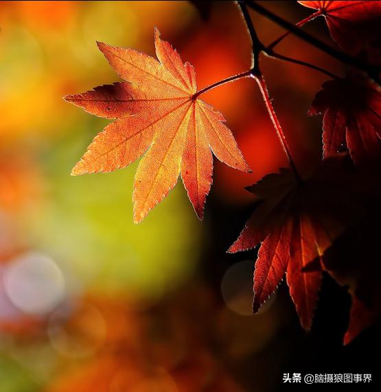 秋叶拍照构图,如何拍摄秋叶照片