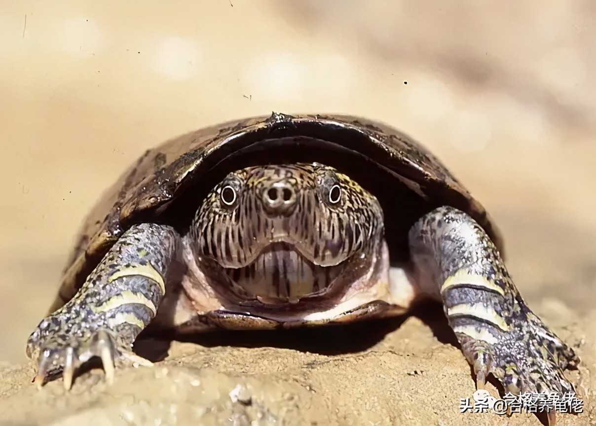 哪种龟看着凶不咬人,新手适合哪种互动性好的龟