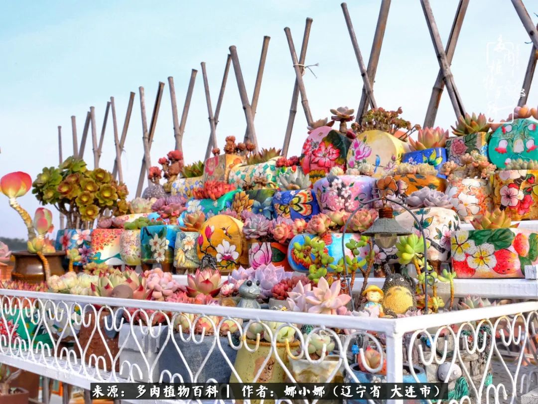 你是盆我是花，你护我周全，我为你绽放