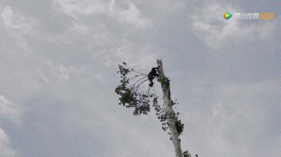 bbc封神,让很多人看一次哭一次的视频