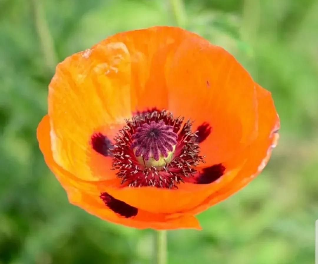 奇葩造型花：头上长草，心中有鬼，白月光。白天不开你非要晚上开