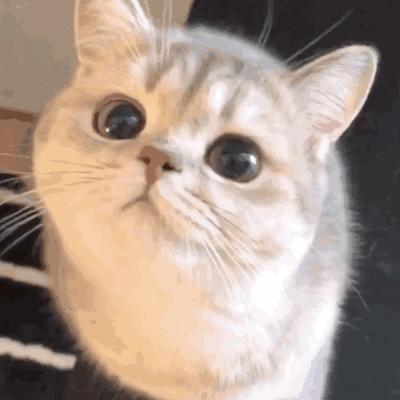 猫眼屎多是什么原因,猫绿色眼屎多怎么回事