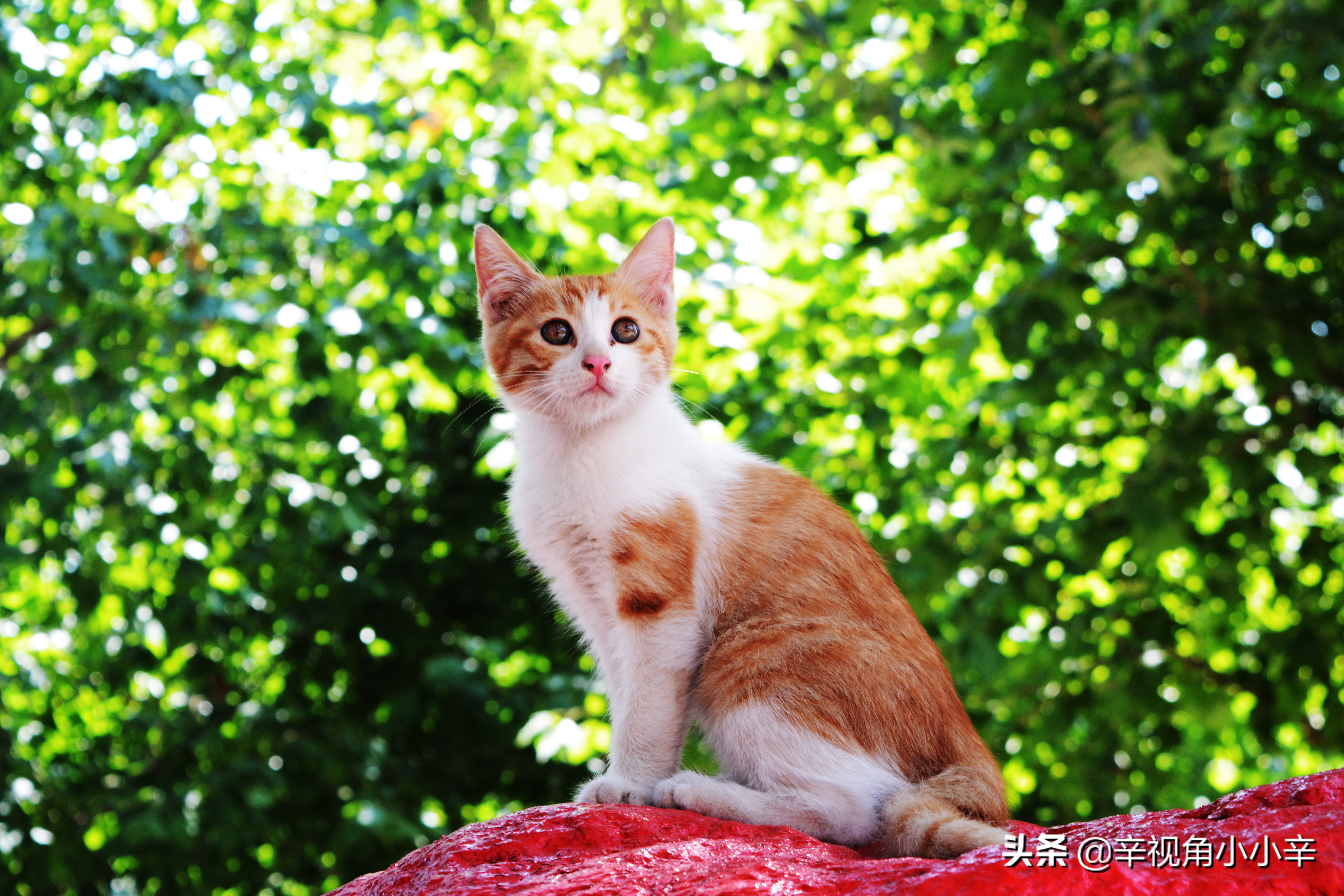 思想中的猫,徘徊中的猫