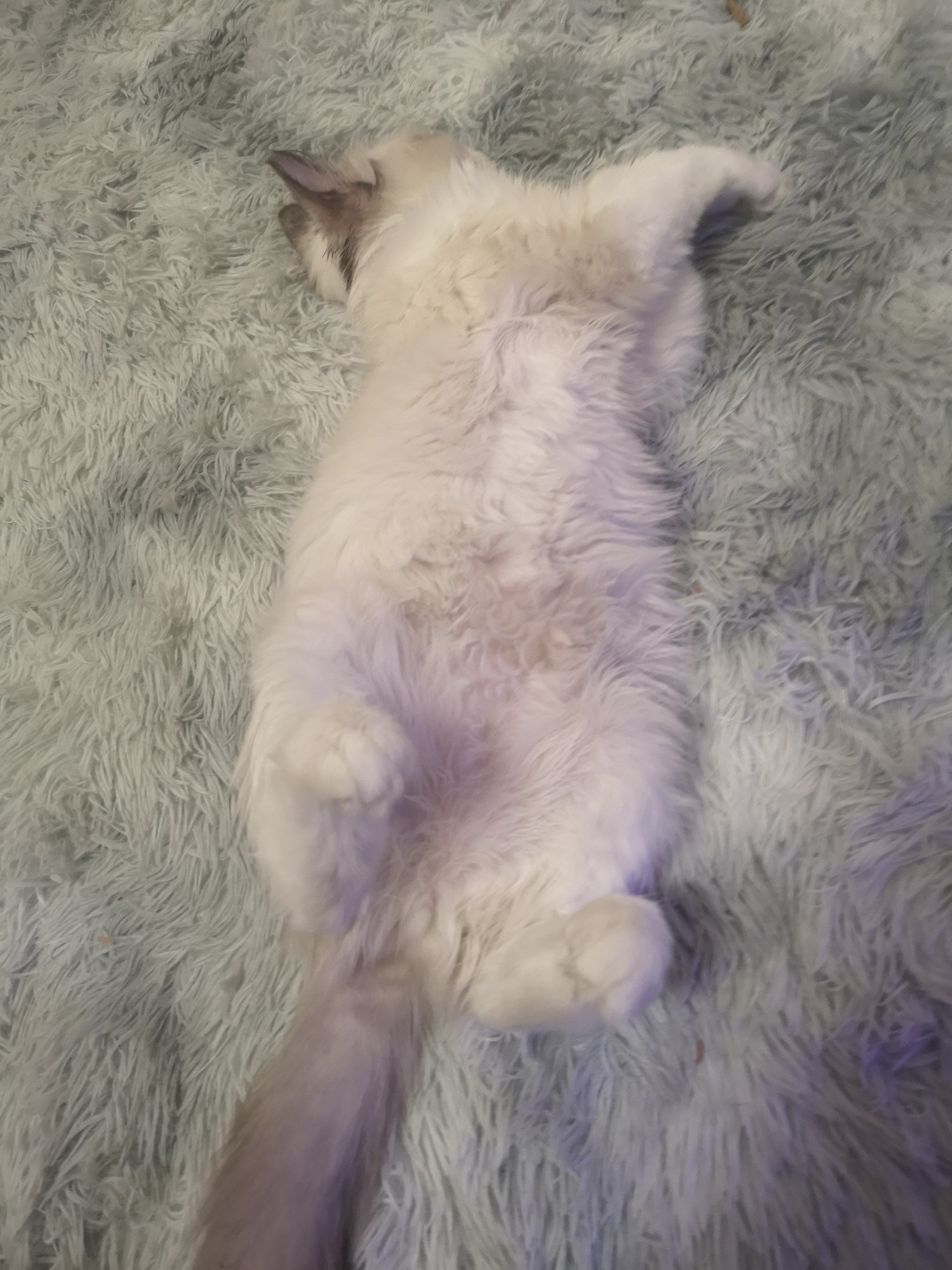 猫咪最佳繁育季节,春天来了又到了猫咪繁殖的季节