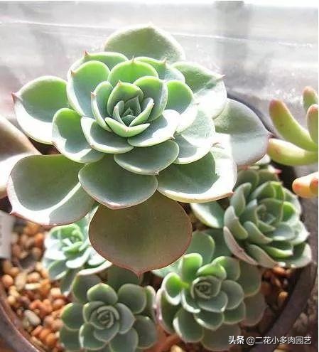 365种·常见花卉图谱，观果和多肉植物收藏篇