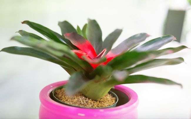 适合办公室摆放的盆栽推荐,办公室最适合摆的盆栽