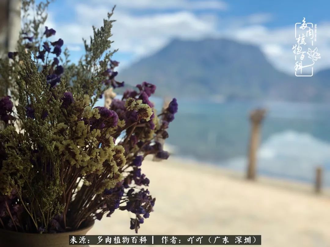 涓冨僵浜戝崡澶氳倝,浜戝崡澶氳倝涔嬫梾