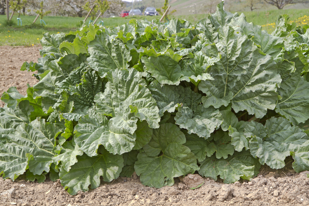 附子理中丸治腹泻几天见效,附子理中丸治疗腹泻拉稀