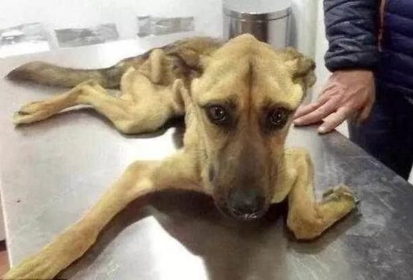 狗狗体外驱虫主要驱什么虫,狗狗体内驱虫后还是有虫怎么办