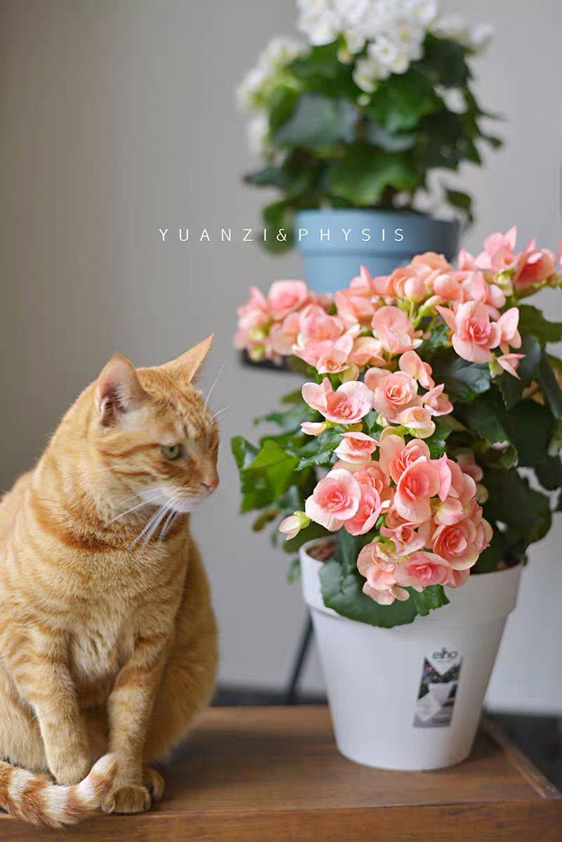 丽格海棠怎么养才能更旺盛呢,丽格海棠怎样能开花饱满