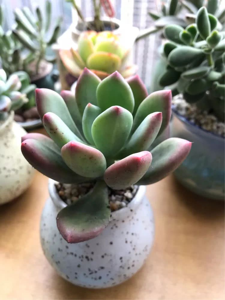 多肉名字怎么记,养多肉人的名字