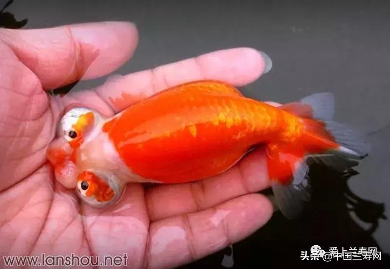 水泡金鱼和望天球金鱼,望天金鱼图片大全