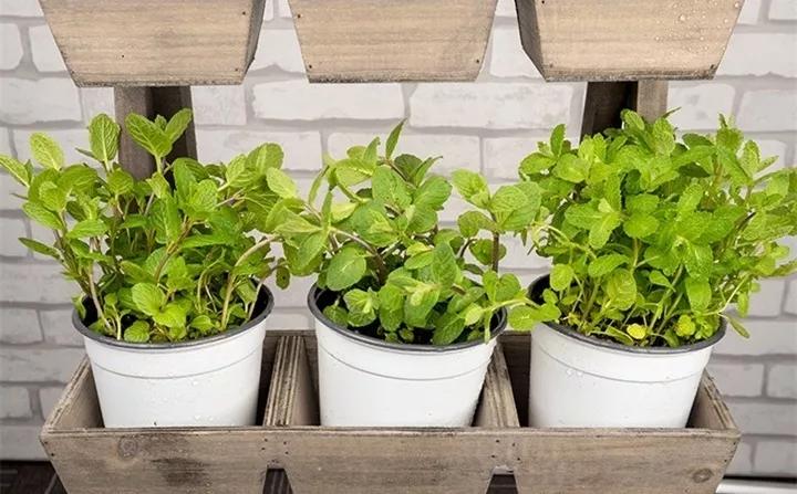 刚到家的花很好没多久就黄叶,买回来的花很快就蔫的原因