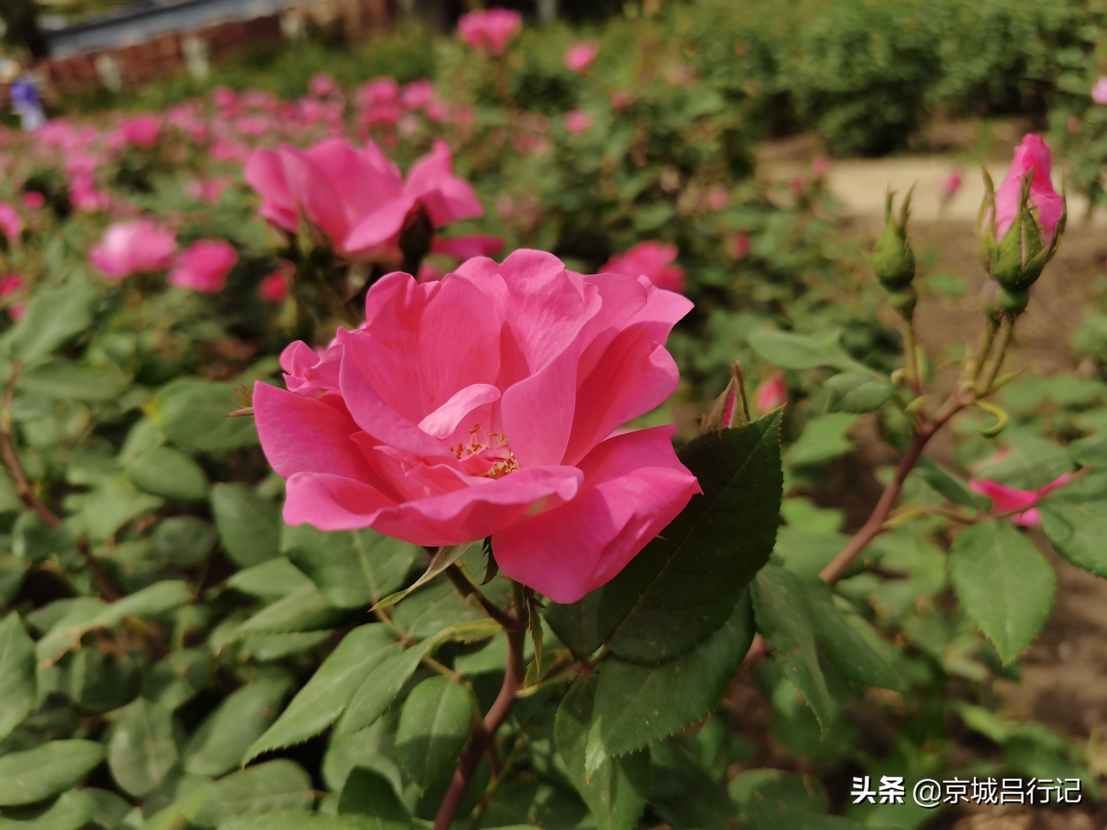 公园拍摄的月季花图片,在公园拍的牡丹花