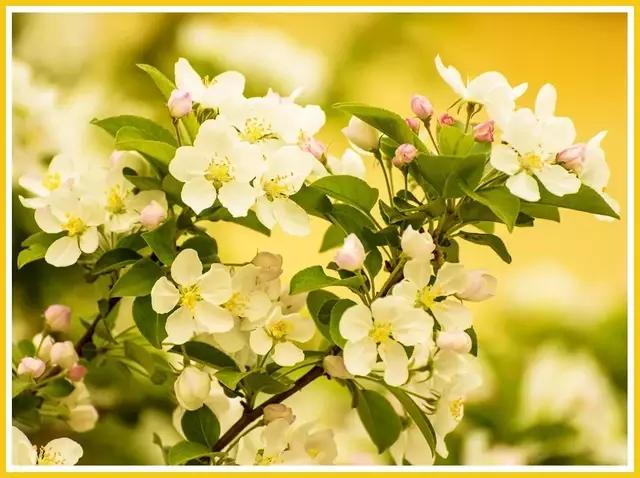 魔都四月赏花,魔都春季赏花好地方