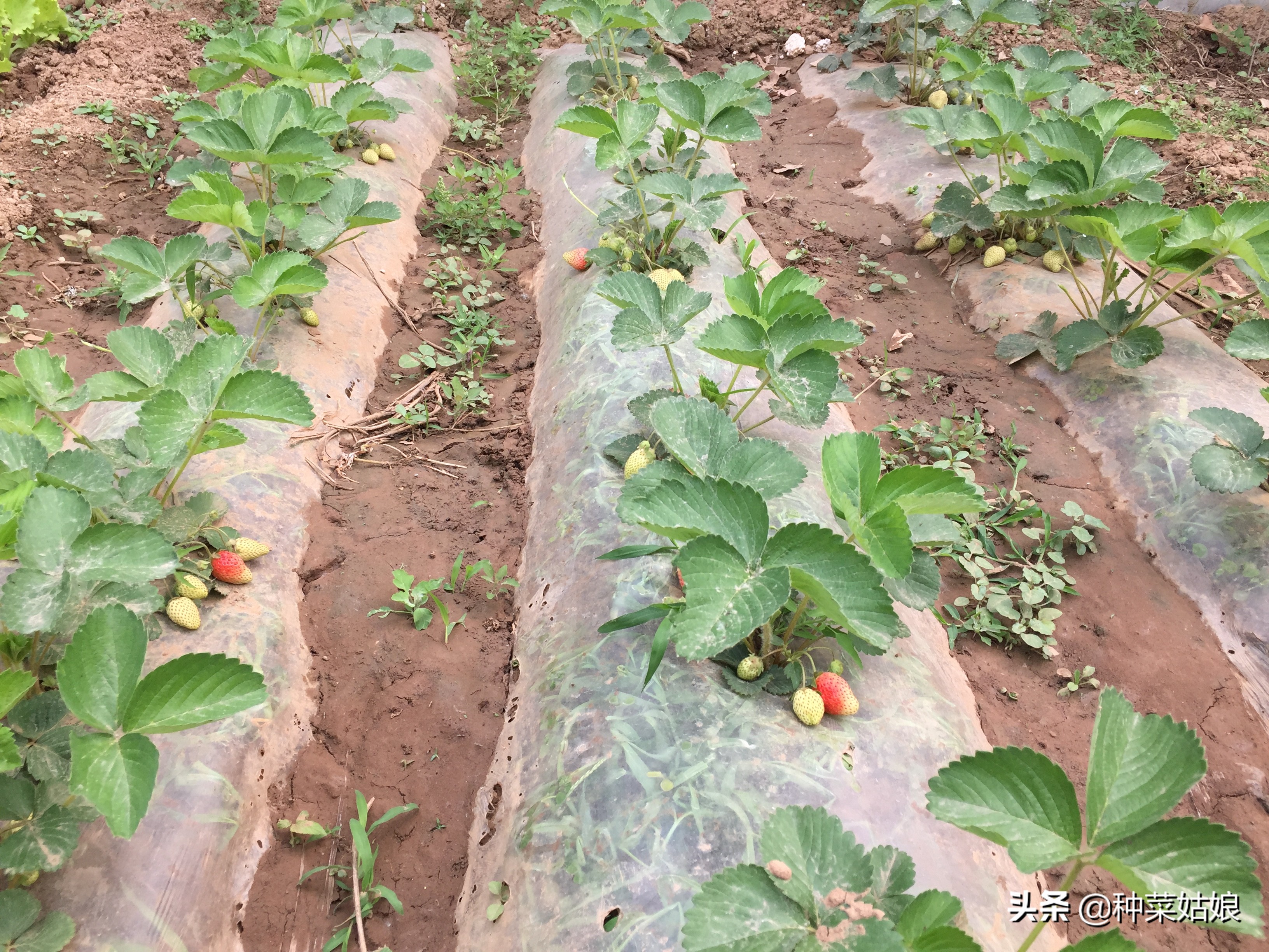 蔬菜幼苗下面黄叶怎么回事,蔬菜黄叶变绿最快方法