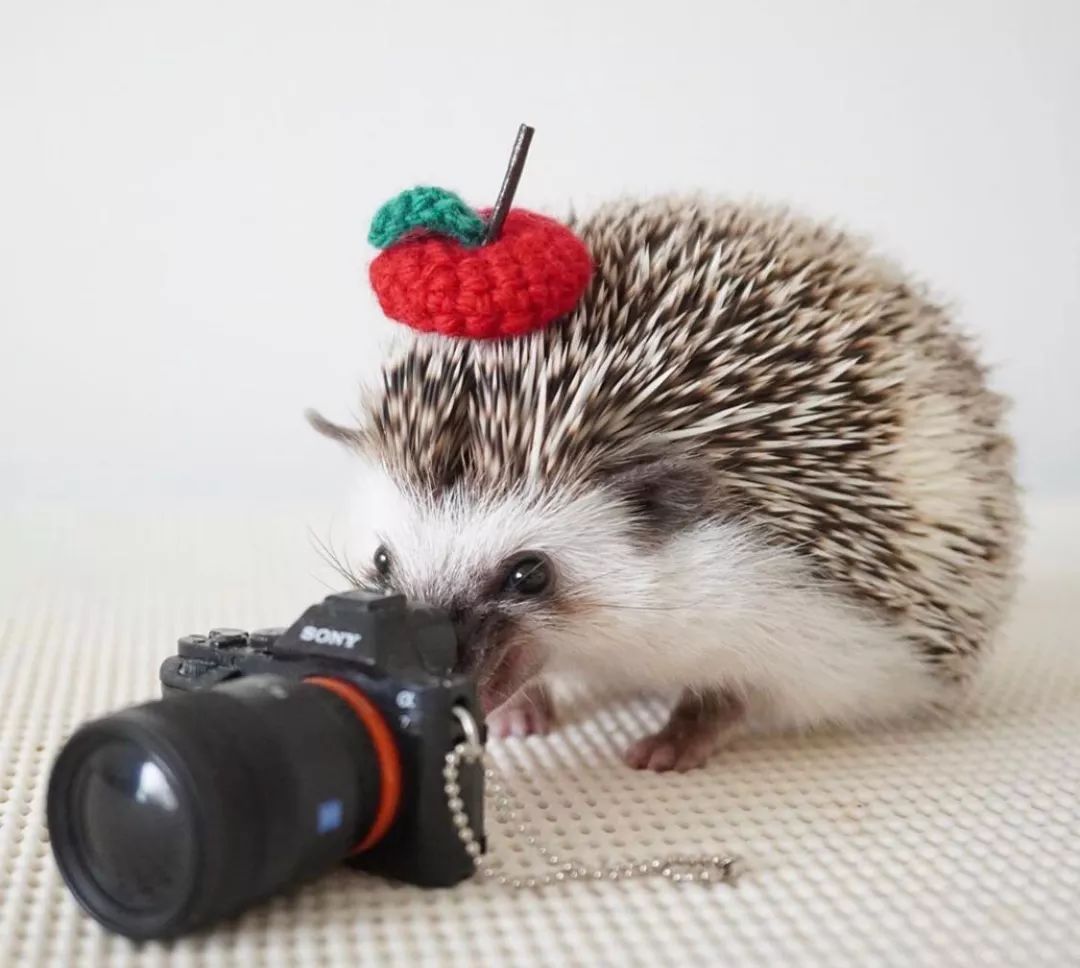 养一只戏精宠物是什么体验,养了一只小狐狸是什么体验