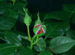 *防队消**“两杯奶茶”店开张，生意咋样？