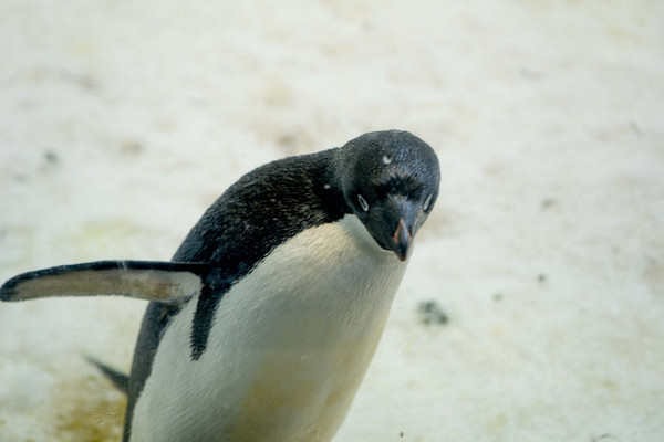珠海长隆旅游攻略一天自由行,珠海长隆旅游攻略三天自由行