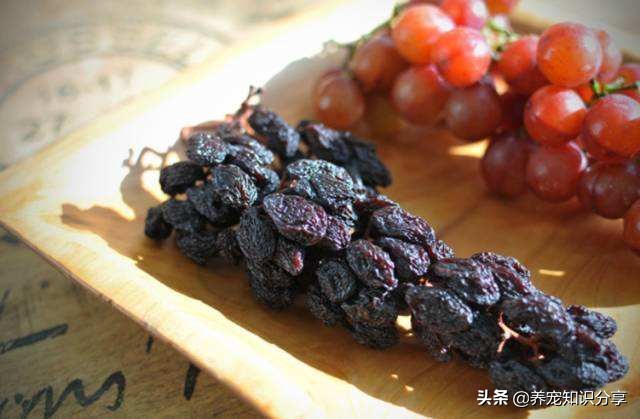 狗狗能吃什么水果排行榜,狗狗能吃桔子芦柑之类的水果吗