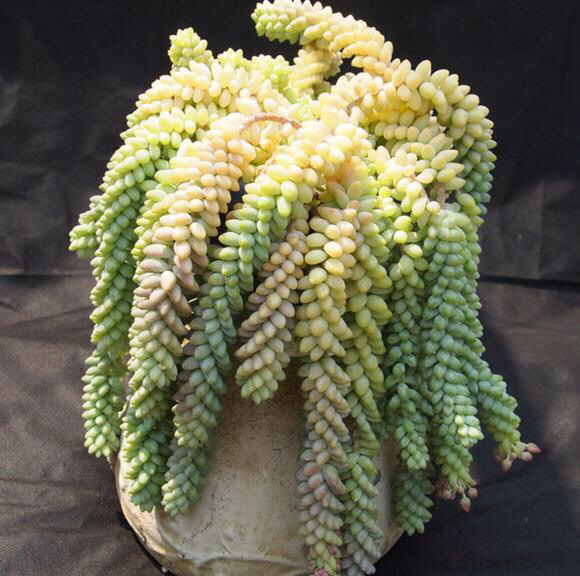 多肉掉叶子怎么挽救,多肉掉叶子补救方法