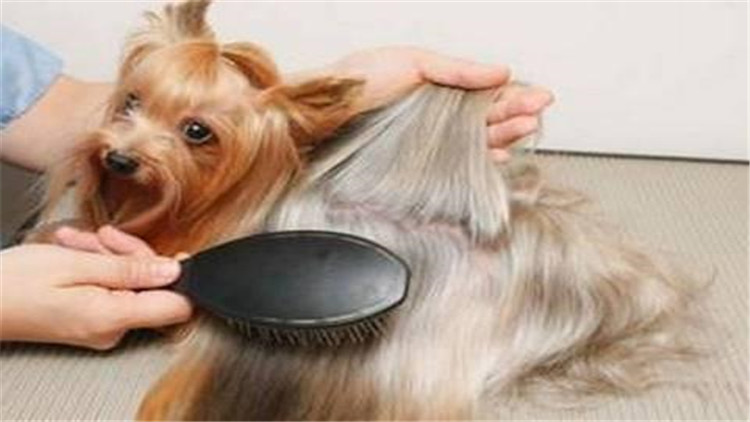 母宠物犬发情怎么缓解,母小型犬发情爬跨如何缓解