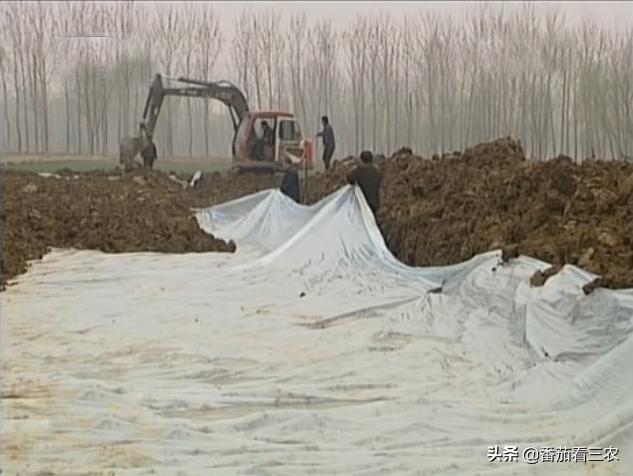 种莲藕为什么要放水蛭,藕田水蛭养殖技术和方法