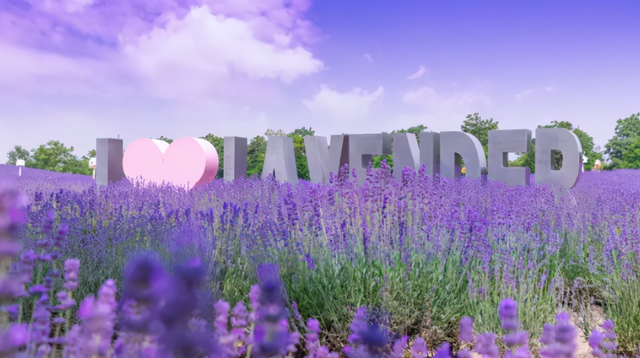 傍晚的普罗旺斯薰衣草花海,上海薰衣草花海普罗旺斯