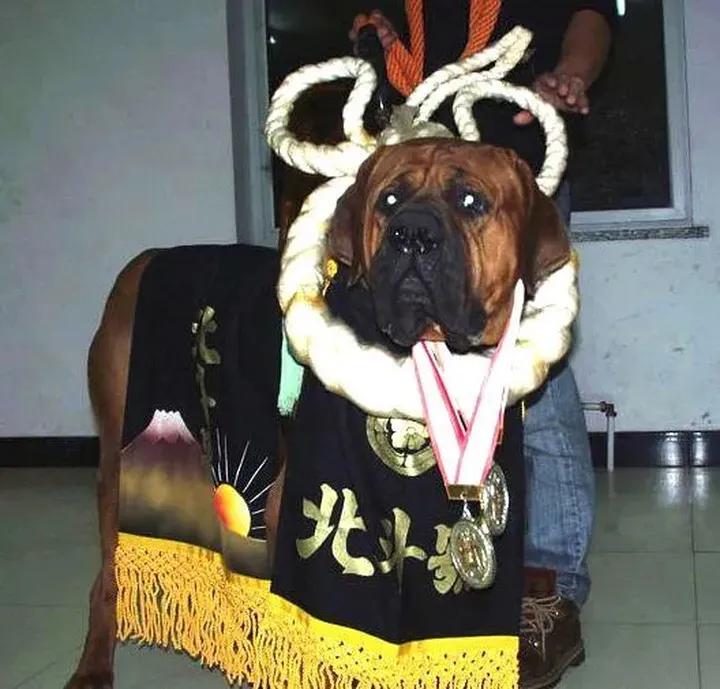 各国猛犬品种排名,各国品种猛犬