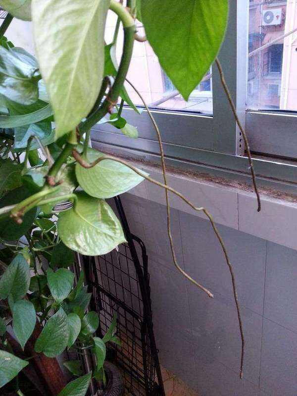 绿萝气生根,绿萝气生根快速长藤