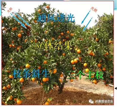 学会修剪盆景,学会修剪花枝