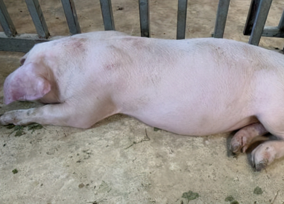 猪病了猪吃食呕吐是怎么回事,猪呕吐怎么回事怎么治疗