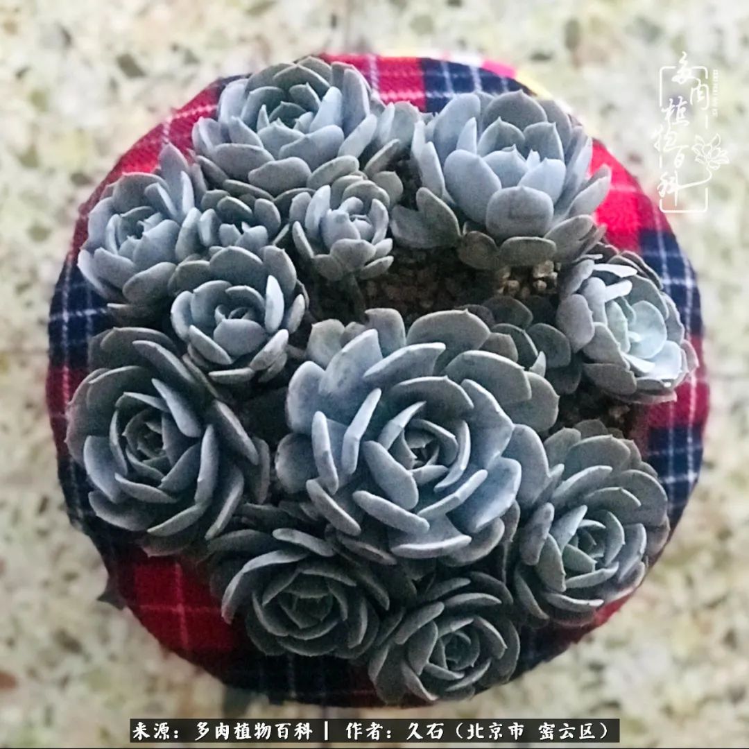 与多肉朝夕相伴的美好时光,多肉相伴人生无忧图片