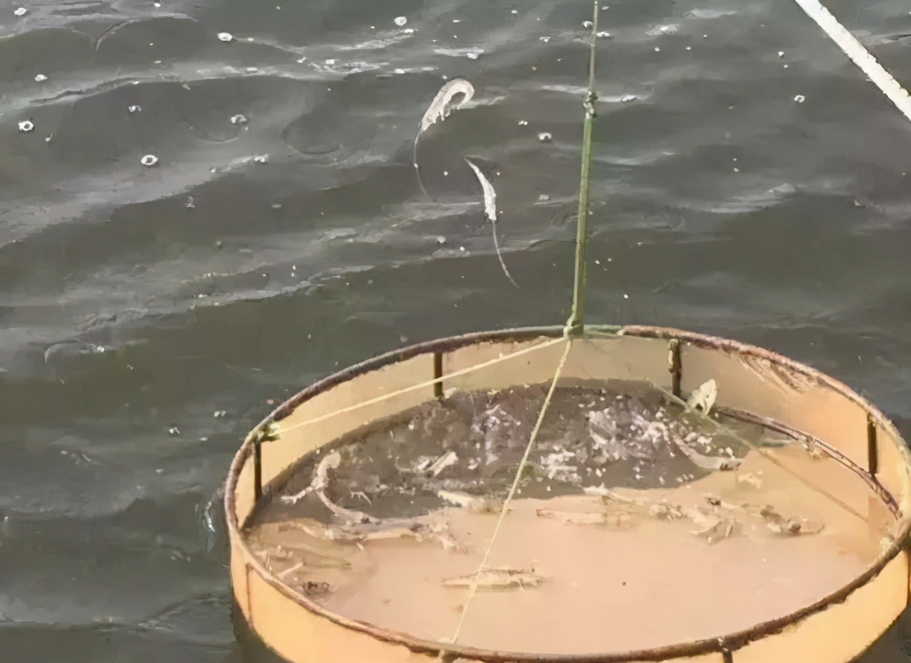 养虾喂食技术视频,养虾需要喂什么饲料