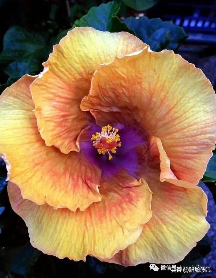 扶桑花和木槿花的区别图片,扶桑木槿花图片