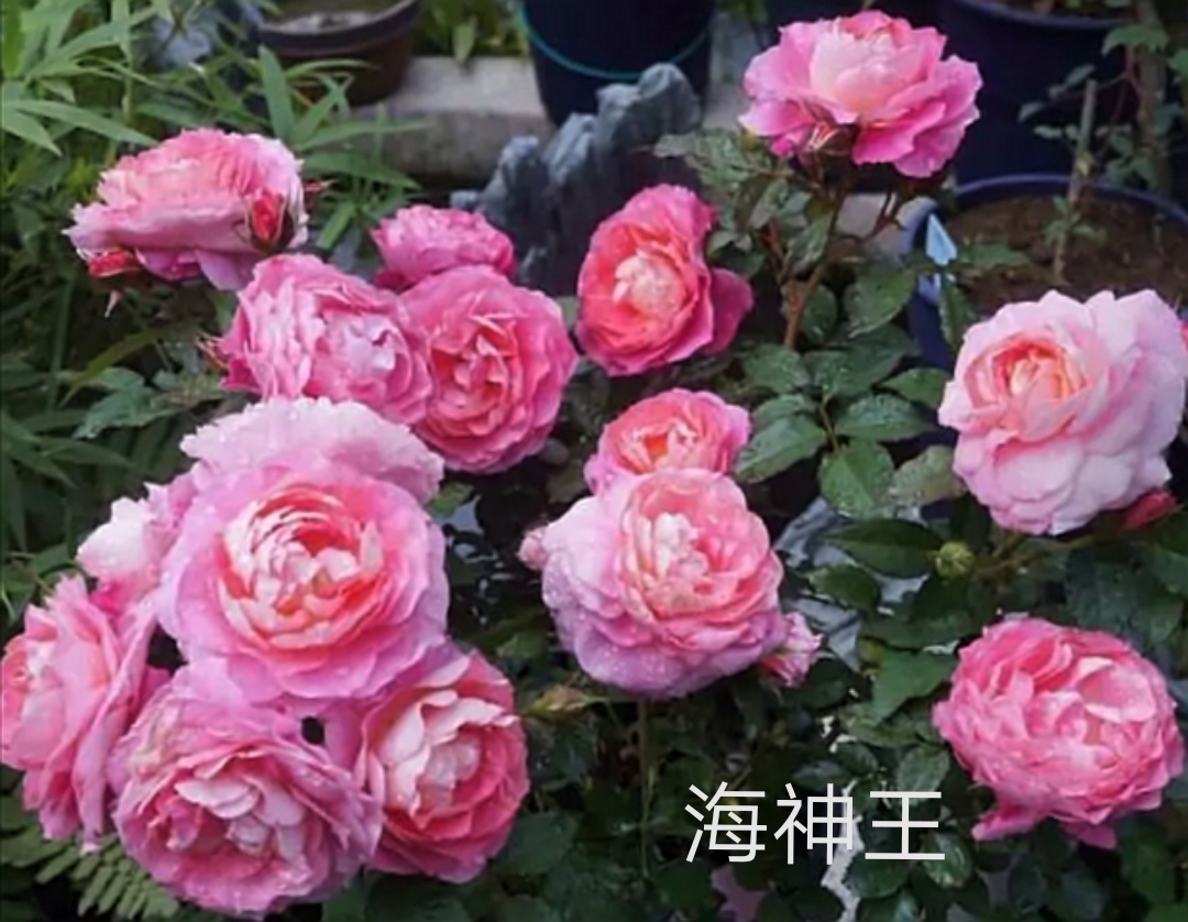 阳台系列月季品种大全,微型月季藤本月季