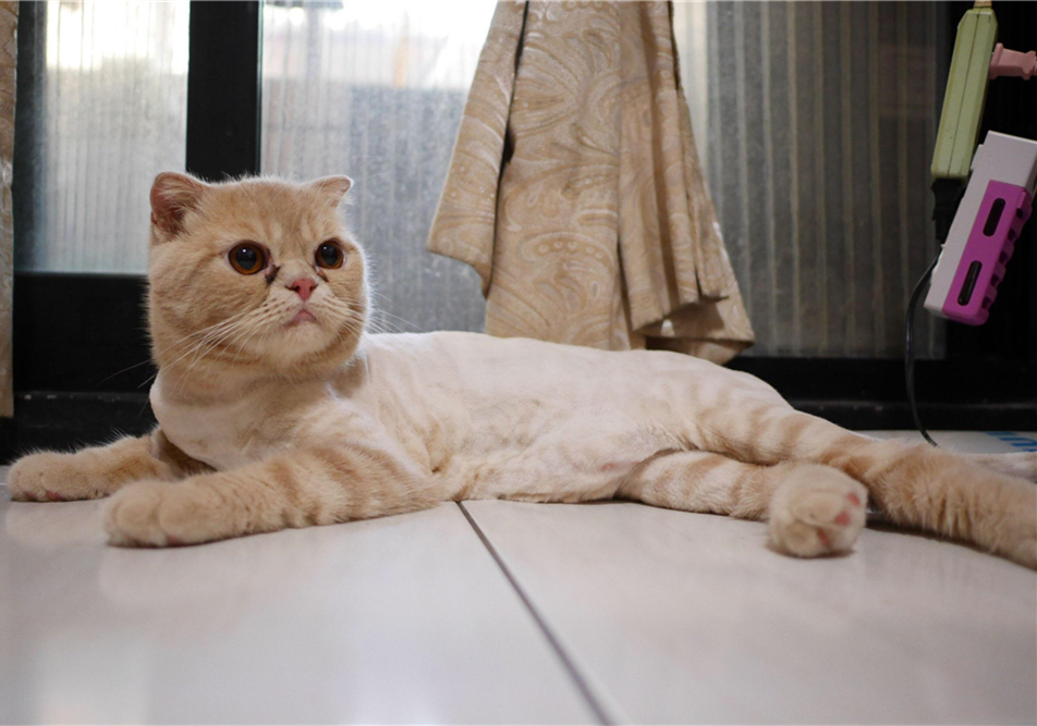 猫咪双眼皮,猫咪倒睫