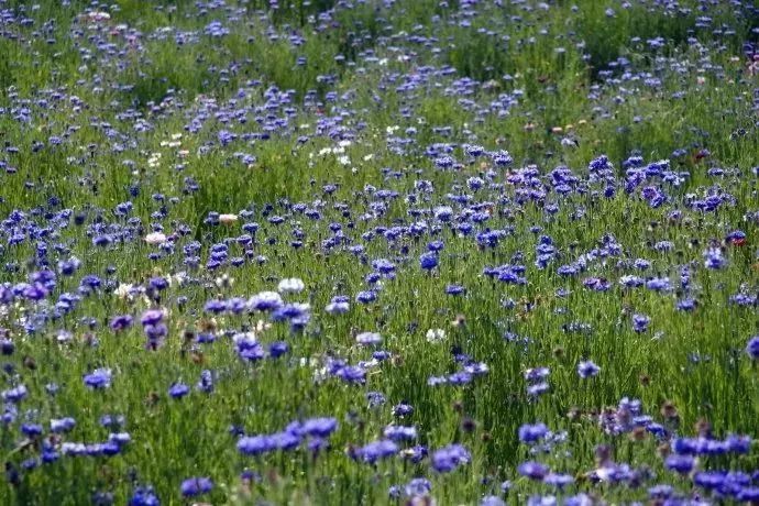看到花的时候,不知是什么花?那就收下这份百花图谱