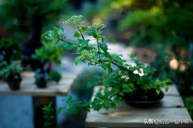 盆景对应季节,昼夜温差大对盆景有什么影响