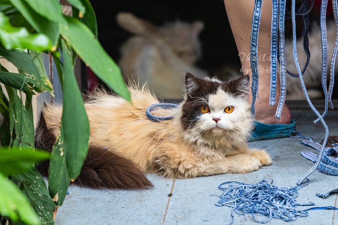 在泰国的“宝石之都”，珠宝街像菜市场，宝石摆地摊上出售