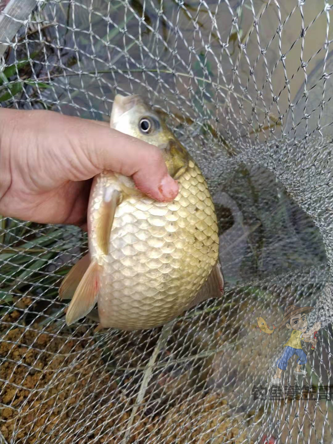 500g大鲫大鲤钓鱼添加剂,钓鱼小药添加剂一瓶搞定价格表