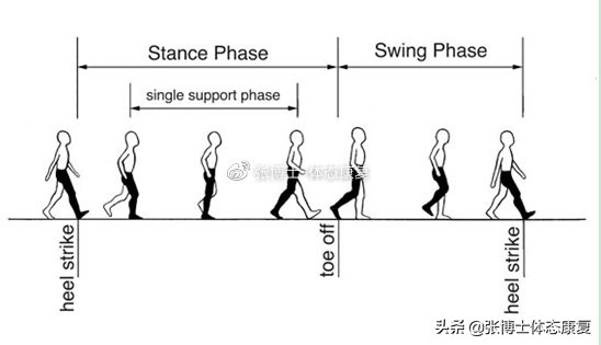 「功能训练」人体额状面稳定性与侧向子系统的关系