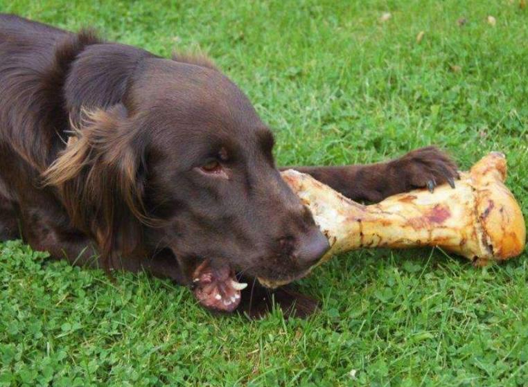 铲屎官除味自救方法,狗狗去口臭最好的方法